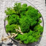 Mech chrobotek zielony na gramy 50g