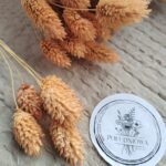 Phalaris kanar suszony ognisty 5szt