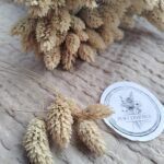Phalaris kanar suszony naturalny 5szt