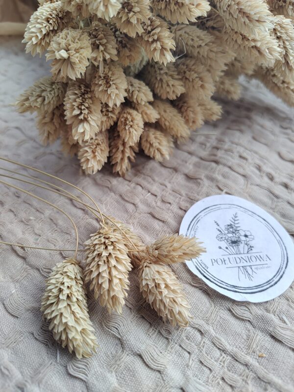 Phalaris kanar suszony naturalny 5szt