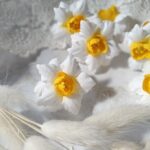 Kwiat żonkil z tkaniny biały K120